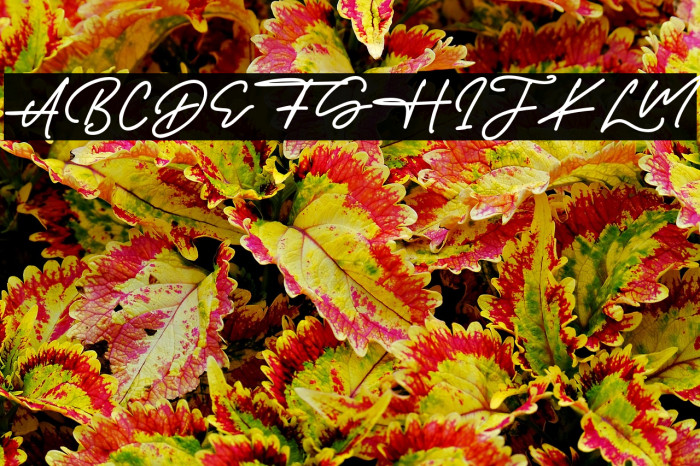 JamesHayley Example 1