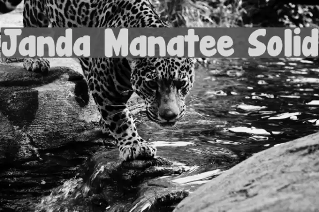 Janda Manatee Solid Font examples