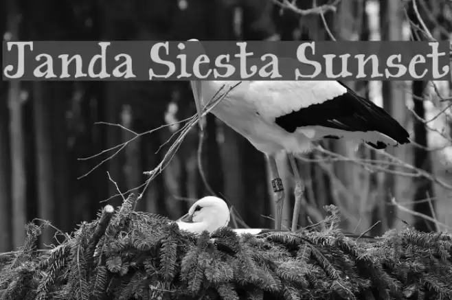 Janda Siesta Sunset Font examples