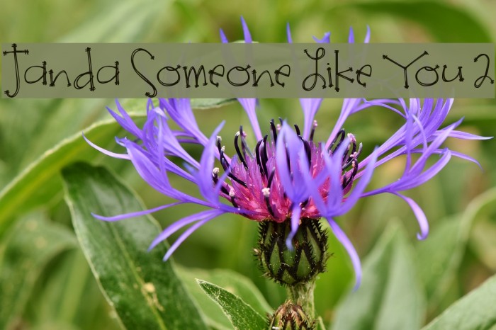 Janda Someone Like You 2 Fonte examples