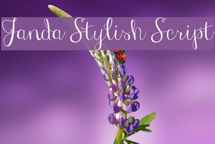 Janda Stylish Script Font examples