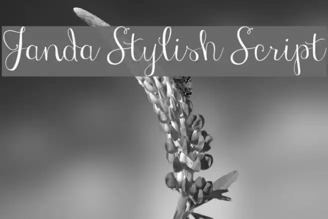 Janda Stylish Script 字体 examples