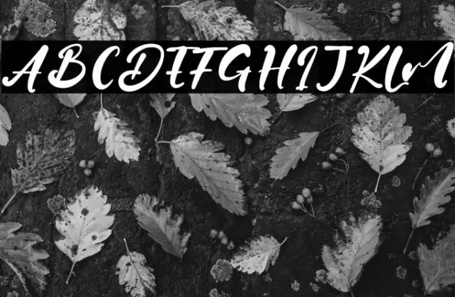 Jane Hans Font examples