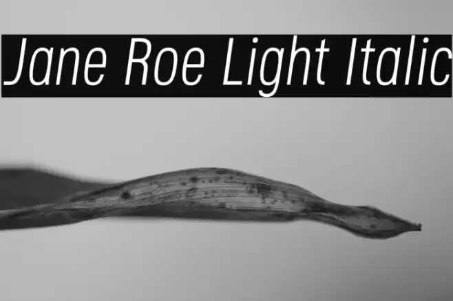 Jane Roe Light Italic Font examples