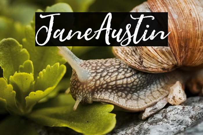 JaneAustin Example 3