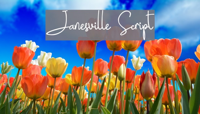 Janesville Script Font examples