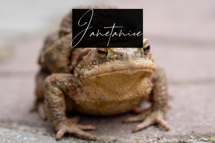 Janetanice Example 3