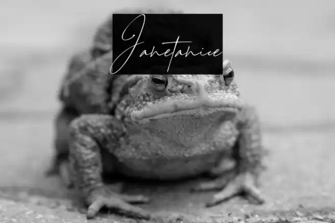 Janetanice Font examples