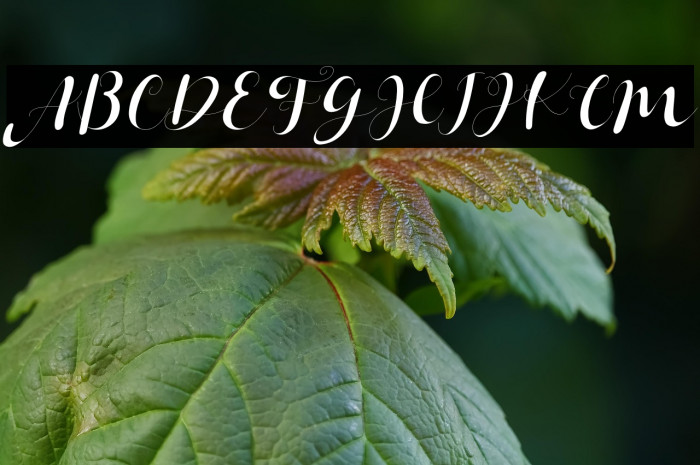 Janetha Hasley Italic Example 1