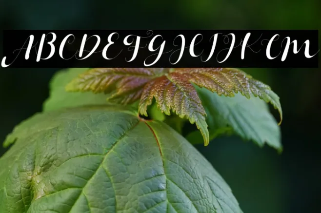 Janetha Hasley Italic Example 1