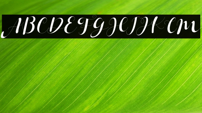 Janetha Hasley Italic Example 2