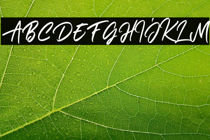 Janetta Rossie Solid Example 2