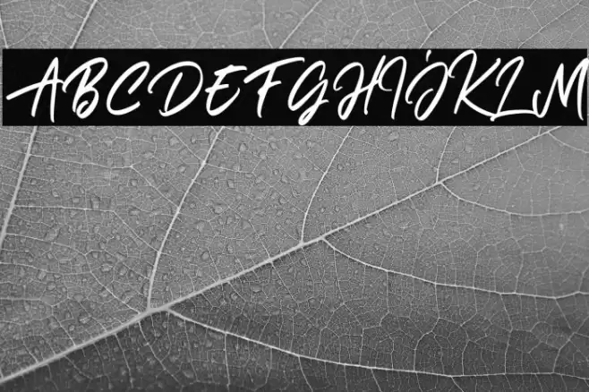 Janetta Rossie Solid Font examples