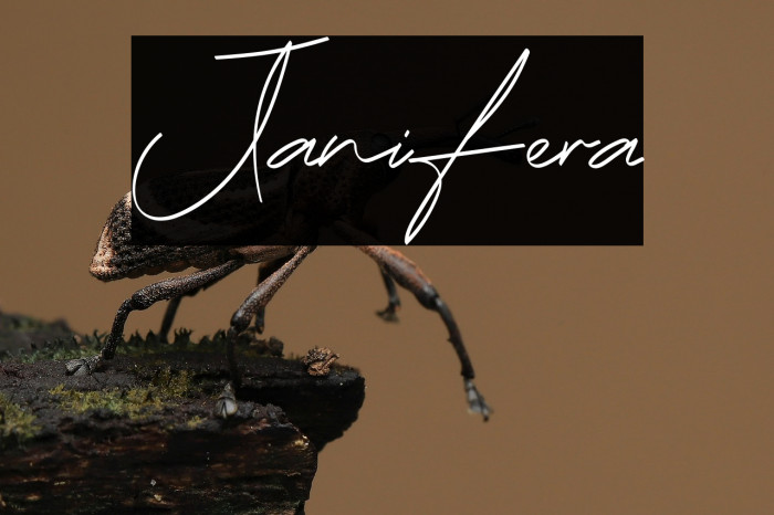 Janifera Example 2