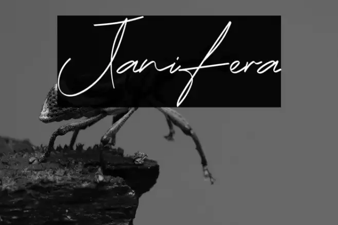 Janifera Schriftart examples
