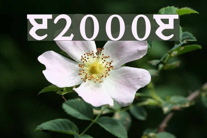 Janmeja2000J フォント examples