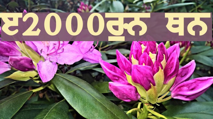 Janmeja2000WB ExtraBold Font examples