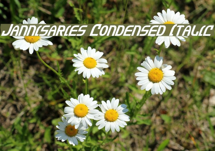 Jannisaries Condensed Italic Polices examples