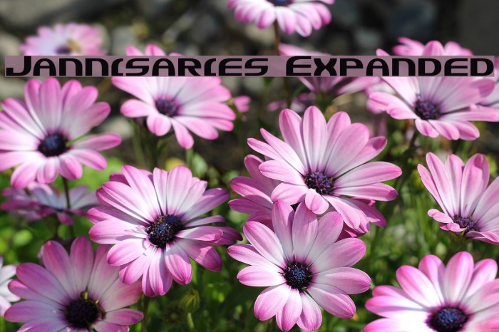 Jannisaries Expanded Font examples
