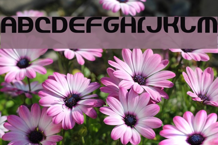 Jannisary Shield Font examples