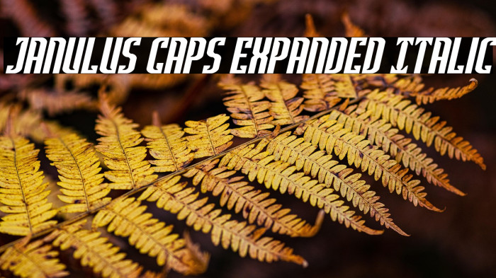 Janulus Caps Expanded Italic Example 2
