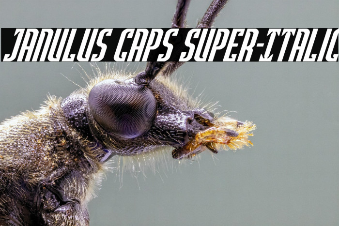 Janulus Caps Super-Italic Example 3