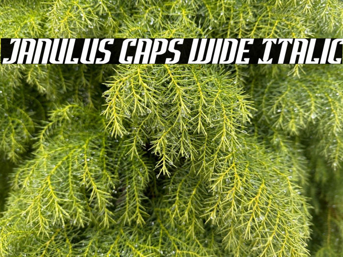 Janulus Caps Wide Italic Example 1