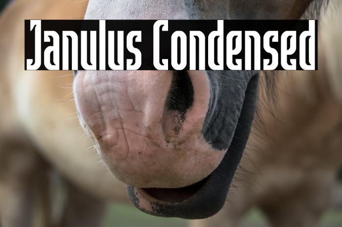 Janulus Condensed Example 2