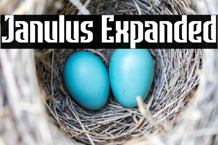 Janulus Expanded Example 2