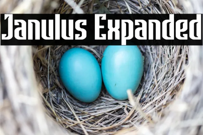 Janulus Expanded Example 2
