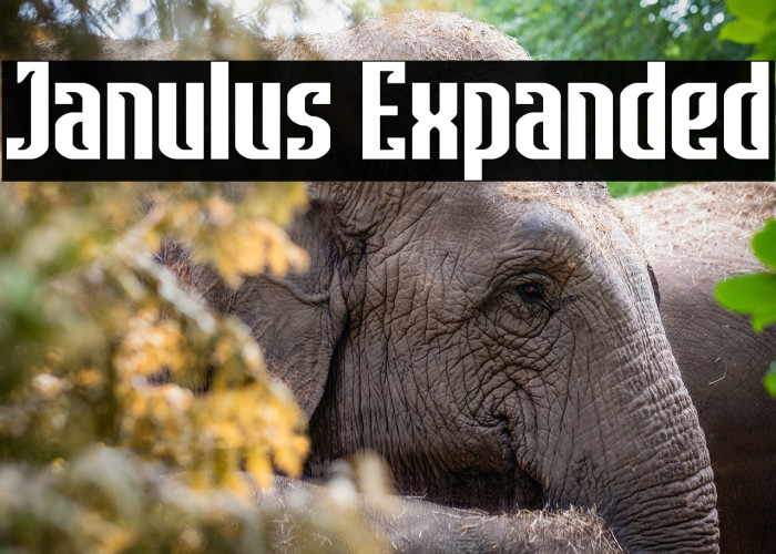 Janulus Expanded Example 3