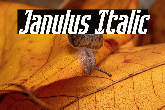 Janulus Italic Example 3
