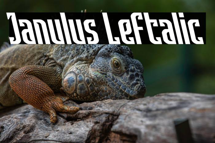 Janulus Leftalic Example 1