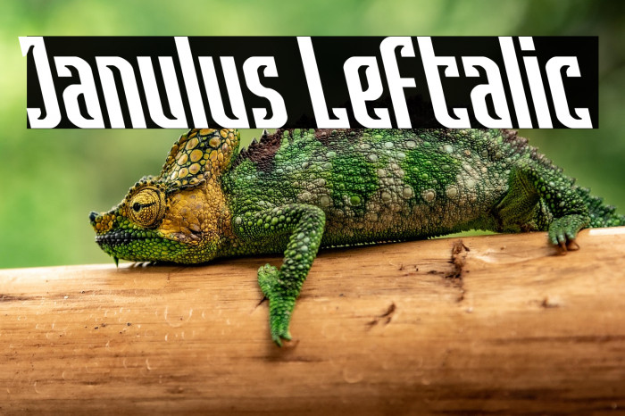 Janulus Leftalic Example 2