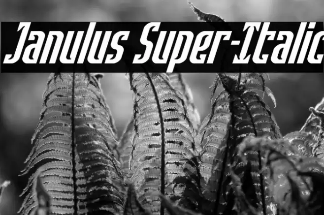 Janulus Super-Italic Font examples