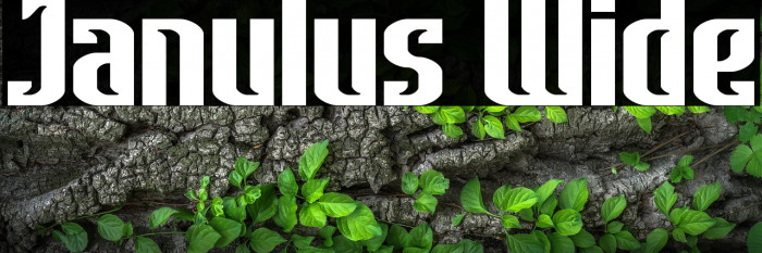 Janulus Wide Example 1