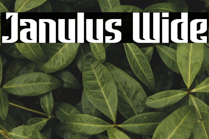 Janulus Wide Example 2