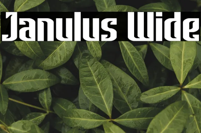 Janulus Wide Example 2