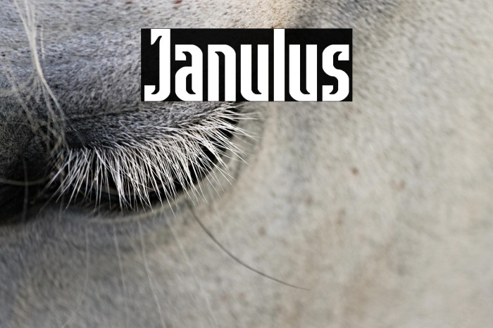 Janulus Example 1