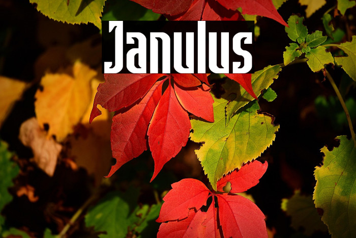 Janulus Example 3