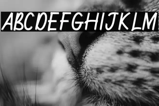 Janyss Brush Font examples