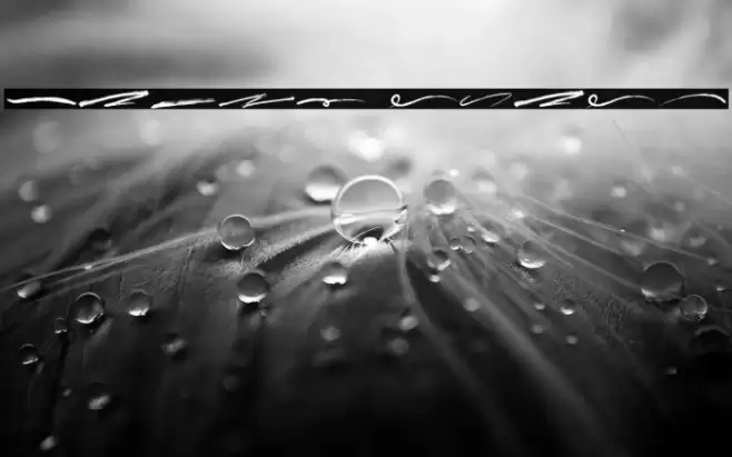 Jared Swash Font examples