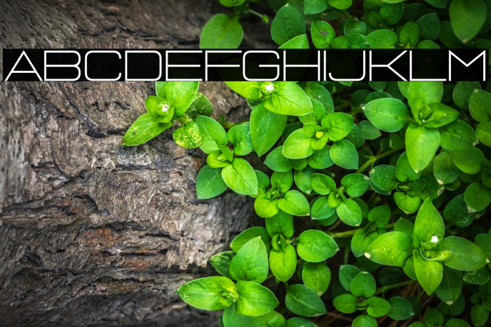 Jasmine Laslo Example 1