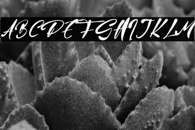 Jason Mary Font examples