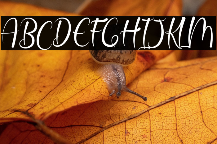 Jattestor Demo Example 2