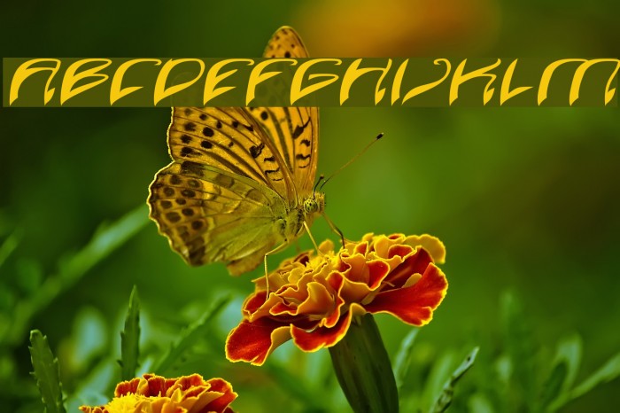 Java Island Italic Example 1