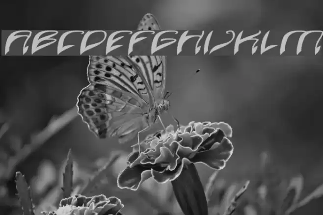 Java Island Italic Font examples