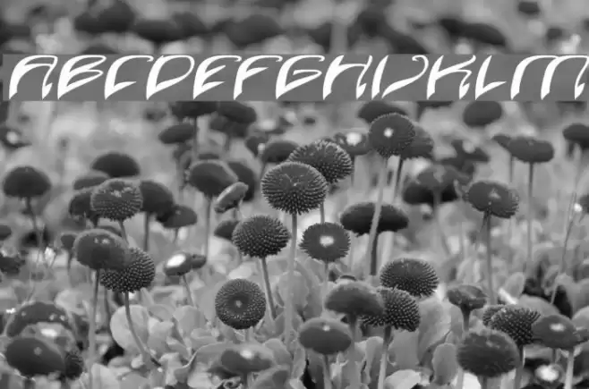 Java Island Italic Font examples