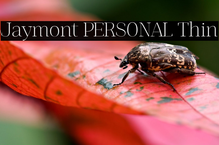 Jaymont PERSONAL Thin Example 2