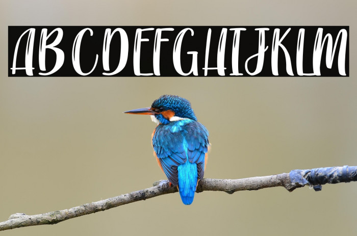 Jazzy Raptor - Personal Use Example 2